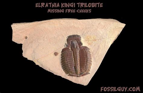 Elrathia Kingii Trilobite Fossils Utah Facts And Information About