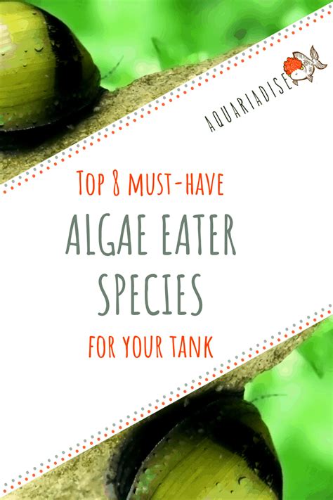 Top 8 Must-Have Algae Eater Species For Your Tank - Aquariadise