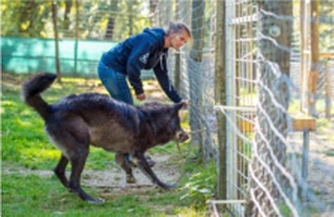 Cuales Son Las Diferencias Entre Perros Y Humanos