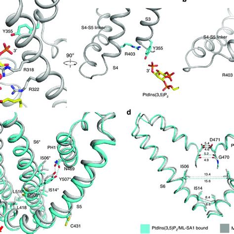 The Putative Mechanism Of Ptdins P And Ml Sa Cooperation A