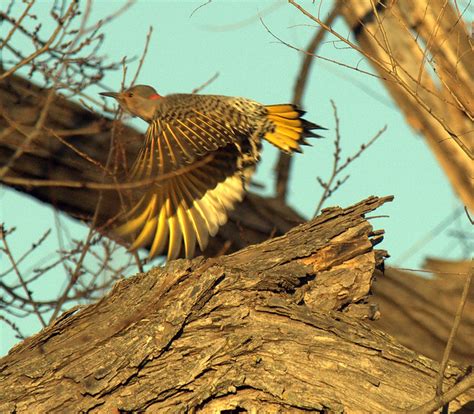 Alabama State Bird - Yellowhammer - a gallery on Flickr