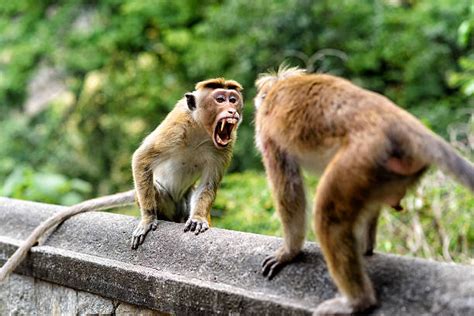 7600 Angry Monkey Stock Photos Pictures And Royalty Free Images Istock