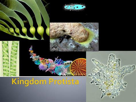 Ppt Kingdom Protista Powerpoint Presentation Free Download Id2273536