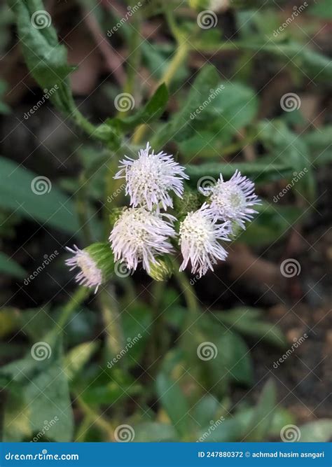 Ageratum Conyzoides Stock Foto Image Of Stam Type 247880372