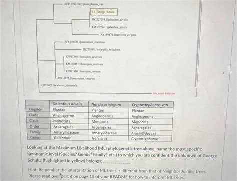 Solved Looking At The Maximum Likelihood ML Phylogenetic Chegg