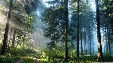 Papel De Parede Luz Solar Rvores Panorama Natureza Verde Manh