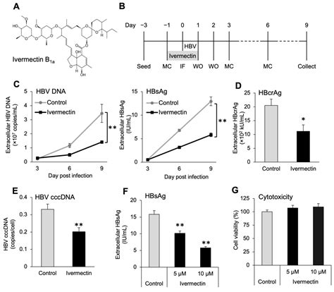 Viruses Free Full Text Ivermectin Inhibits HBV Entry Into The