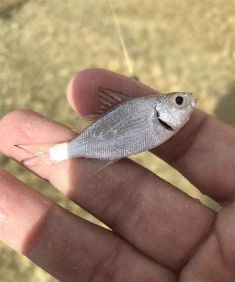 Flagtail Hawaiian Nchull Roughfish