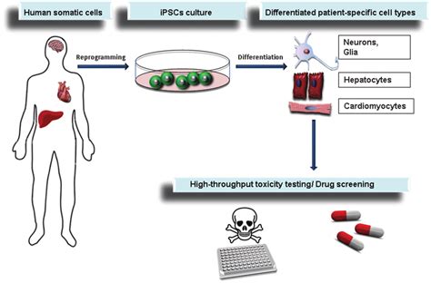 Induced Pluripotent Stem Cells Ipscs And Their Potential For Toxicity