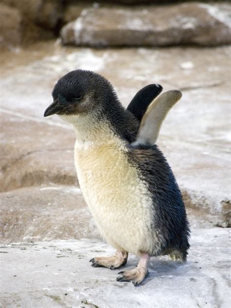 Baby Penguin :) : aww