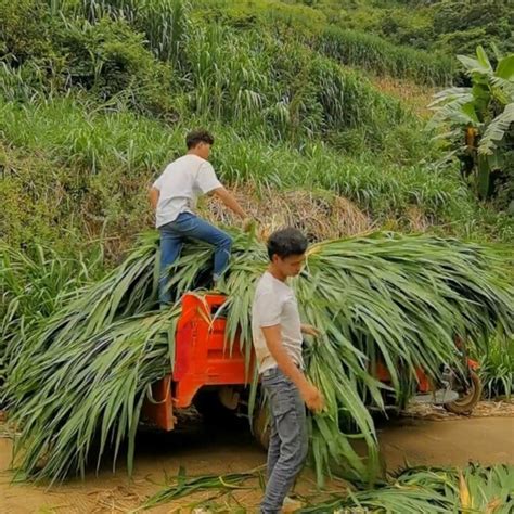 牛一天吃多少斤草料？牛吃的牧草有哪些品种？ 惠农网