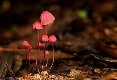 Marasmius Haematocephalus The Ultimate Mushroom Guide