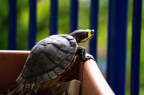 Premium Photo Close Up Of A Turtle Looking Outside Of Its Habitat