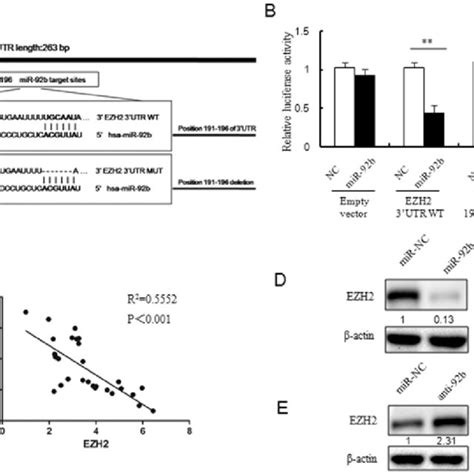 Prediction And Validation Of Ezh As A Direct Target Of Mir B A