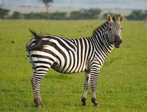 9 Zebra Facts About Africa’s Striped Mammal