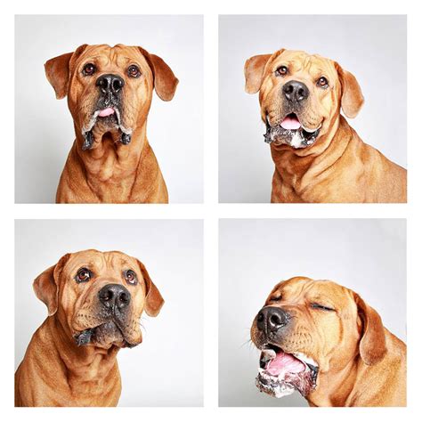 The Dogs Photo Booth_5 – Fubiz Media