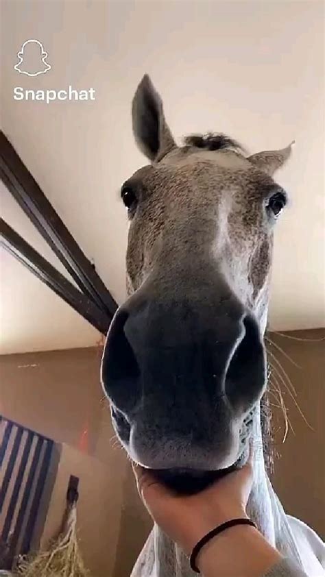 Pin Di 💜🐎mariaequestrian🔥🤍 Su Horse Foto Di Cavalli Fotografie Di