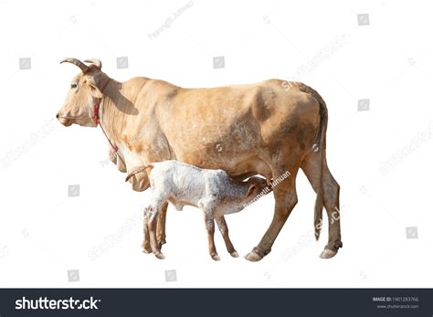Cow Breast Feeding Baby Isolated On Stock Photo 1901283766 | Shutterstock