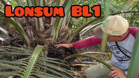 Kelapa Sawit Unggul Lonsum BL1 Umur 2 Tahun YouTube