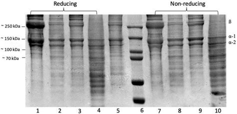 Gels Free Full Text Characterization Of Acid And Pepsin Soluble