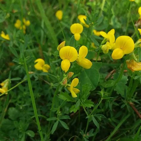 Caudill Seed Leo Birdsfoot Trefoil Bulk Wholesale