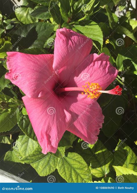 Hibisco Foto De Archivo Imagen De Flor Resaltar Rosa