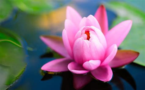 Pink Water Lily Hd Wallpaper 1920x1200 31399