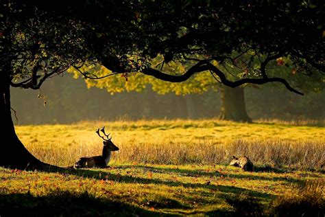 🔥 50 Deer Scene Wallpapers Wallpapersafari