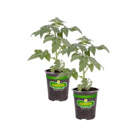 Bonnie Plants 19 Oz Bonnie Original Tomato Plant 2 Pack 202116 The