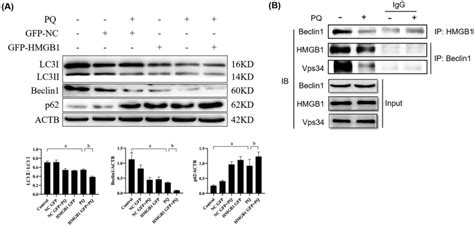 Pq Inhibited Autophagy Function Via Perturbing Hmgb Beclin Complex