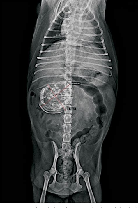 Figure 1 From An Unusual Case Of Ectopic Abdominal Pregnancy In A Bitch