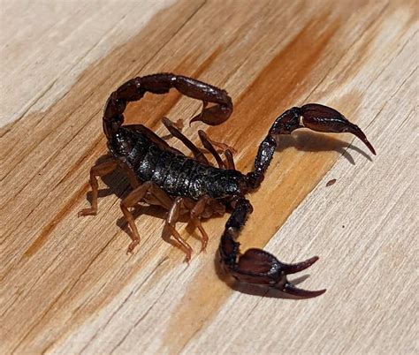 Baby Black Scorpion