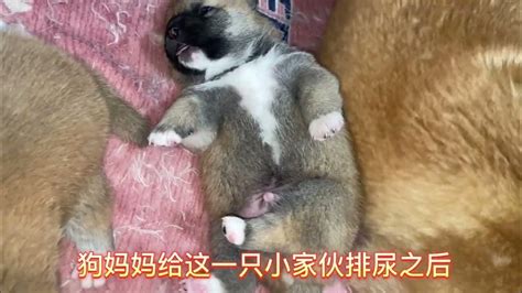 出生16天的小柴犬，第一次睁开眼看世界，还嘟嘟囔囔不让碰 Youtube