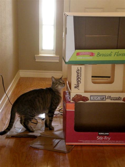 Cardboard Box Cat Condo - petdiys.com