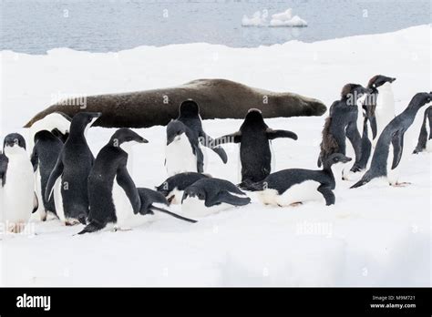 Adelie Penguin Pygoscelis Adeliae Group Of Adults And Chicks Gathered