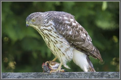 A Cooper S Hawk Eating Lunch In My Backyard Huh Birds In Photography On Forums