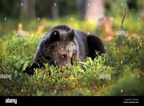 Little brown bear in the forest in Finland Stock Photo - Alamy