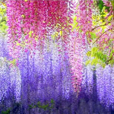 Mixed Color Wisteria Tree Seeds, 10pcs/pack – GreenSeedGarden