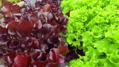 Green Lettuce Leaves And Red Lollo Rosso Salad Top View Slow Motion