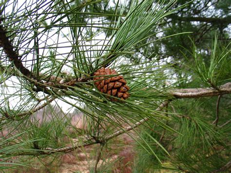 Zwarte Den Pinus Nigra Australian Pine Bomen Herkennen Op Bomengids