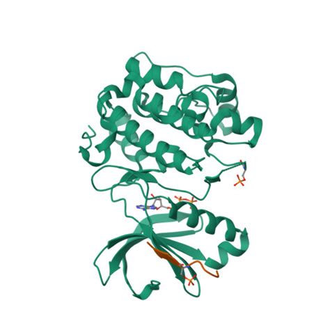 Rcsb Pdb Lvp Human Pdk Kinase Domain In Complex With An Hm Peptide