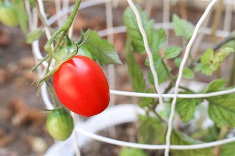 L Gumes Que Vous Pouvez Cultiver Dans Des Pots Trucs Et Bricolages