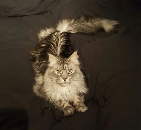 22 Heart Melting Photos Of Maine Coon Paws