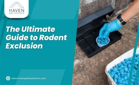 The Ultimate Guide To Rodent Exclusion Haven Pest Solutions