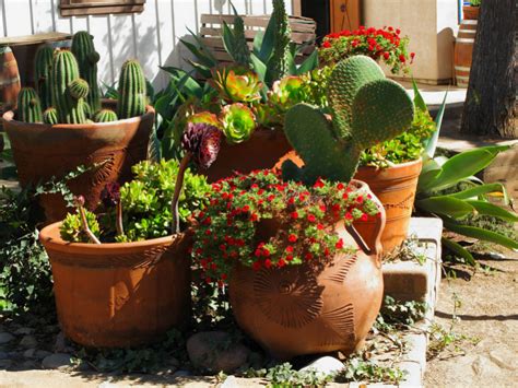 Try Cacti And Succulents For Easy Care Houseplants World Of Succulents