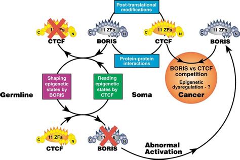 A Model For Ctcf Boris Functions In Normal Cells And In Cancer Download Scientific Diagram