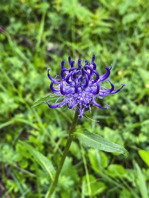 L Artiglio Del Diavolo Harpagophytum Procumbens Lungo La Flickr