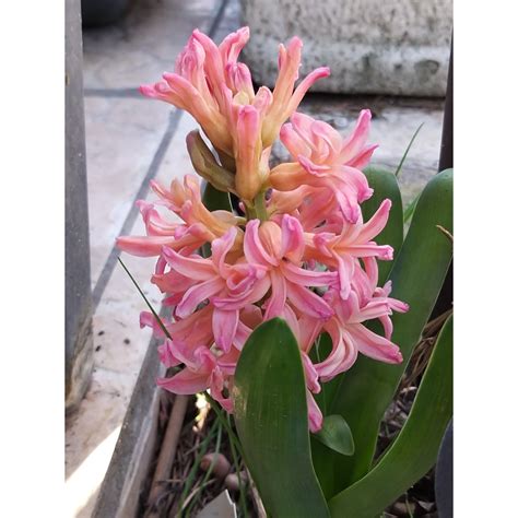 Jacinthe Gipsy Queen Hyacinthus X Orientalis