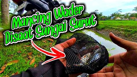 Mancing Wader Disaat Sungai Surut Wader Parinya Babon Babon Semua