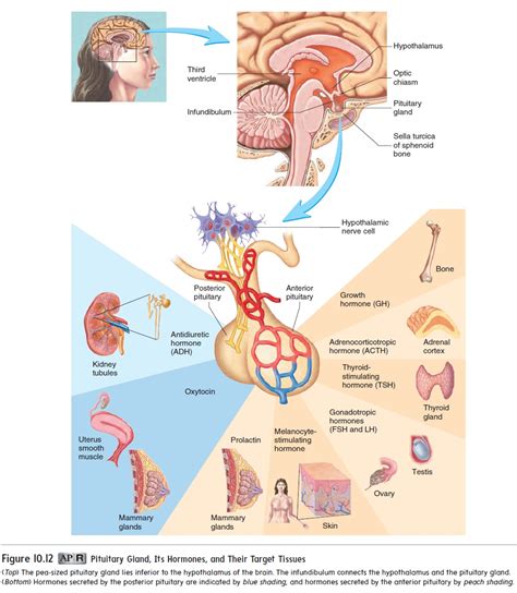 Pituitary And Hypothalamus Endocrine Glands And Their Hormones